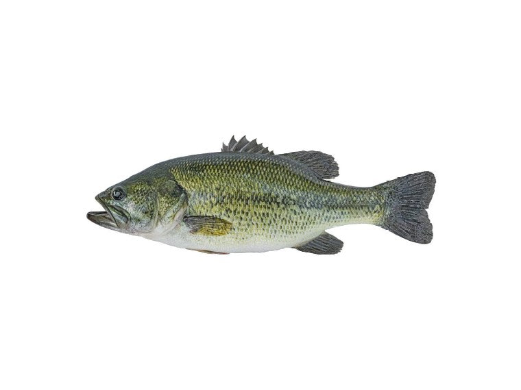 Discounted Fishing Gear for Bass - Lures - Equipment